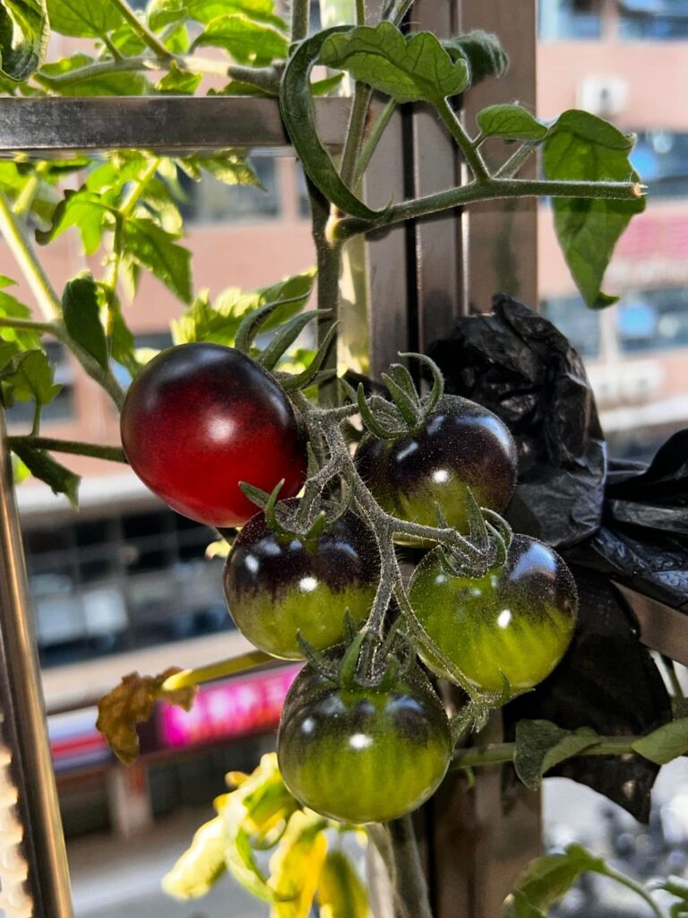 Never planting this again 😂