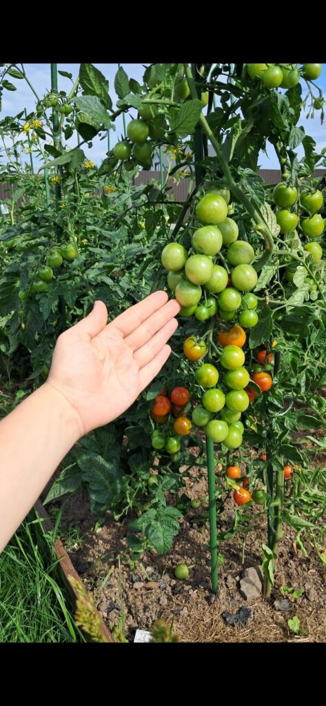 Missing summer already… my grape tomatoes from last year 🍅