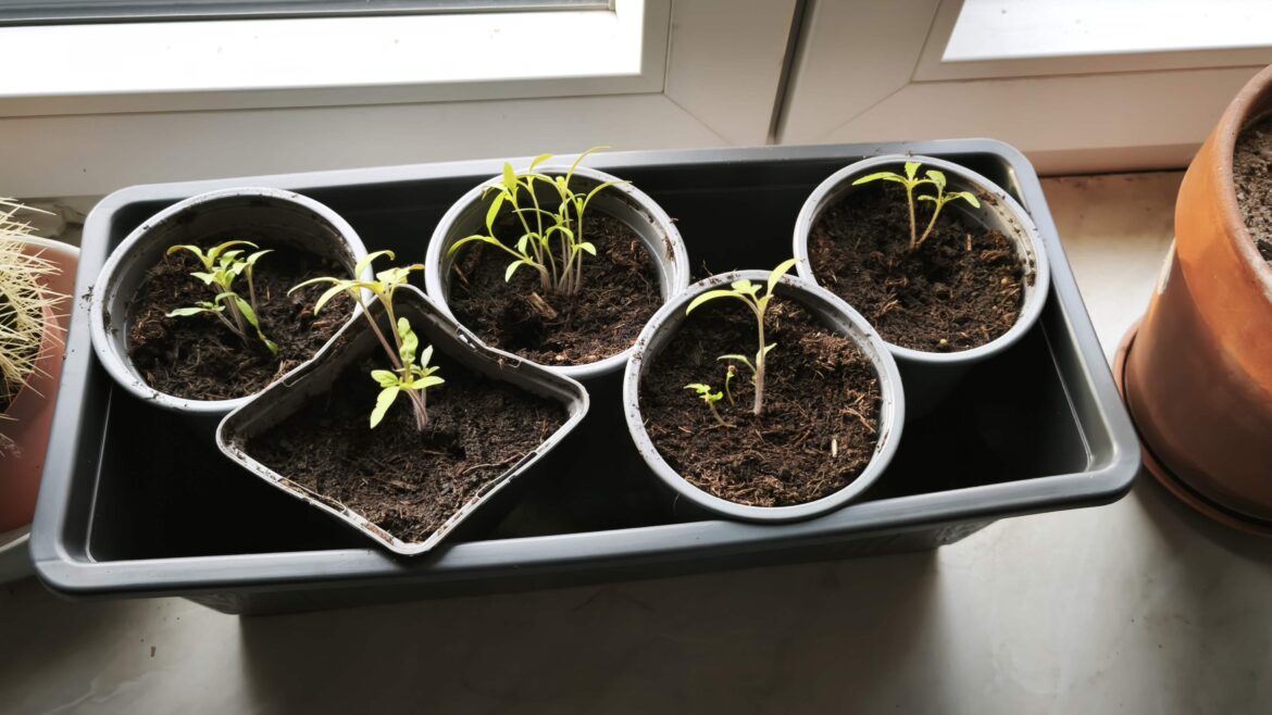 Beginner Question: Should I separate them or is it survival of the fittest? They won't fusion to one stronger plant each, right?