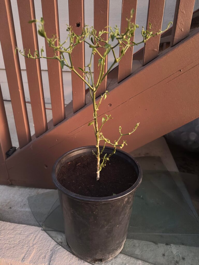 To prune or not to prune?