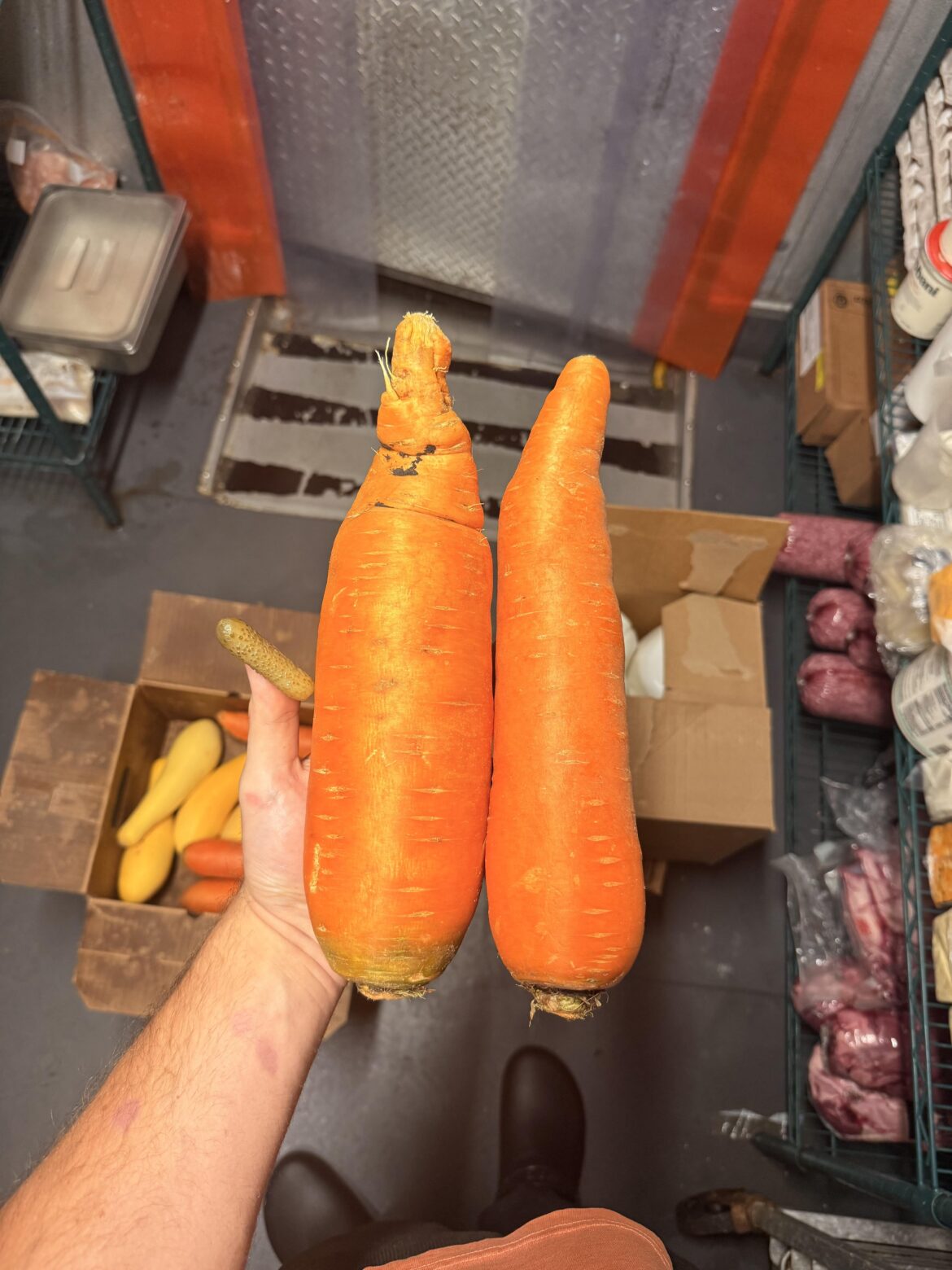 Carrots we received today (gherkin for scale)
