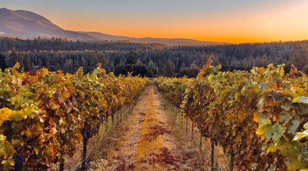 A view of the one the many vineyards supplying Herzog Wine Cellars, the flagship winery of the Royal Wine, largest distributor of kosher wines in the United States. (Herzog Wine Cellars/Courtesy)