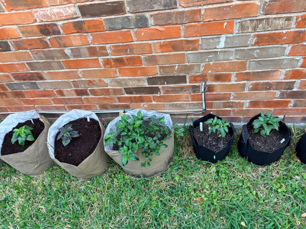 Transplanted Outside