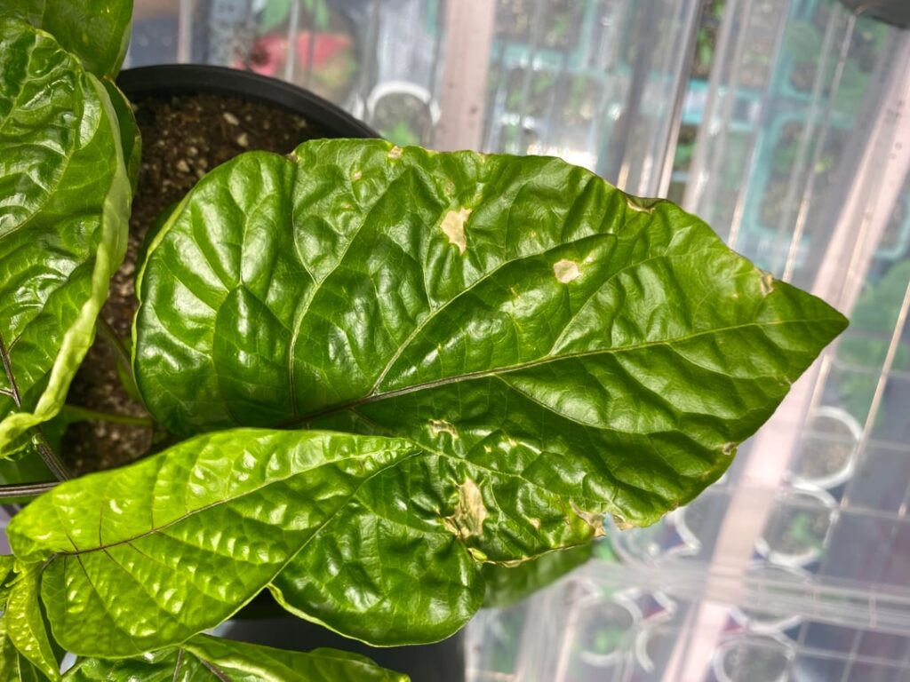 Is this light burn or humidity issues?