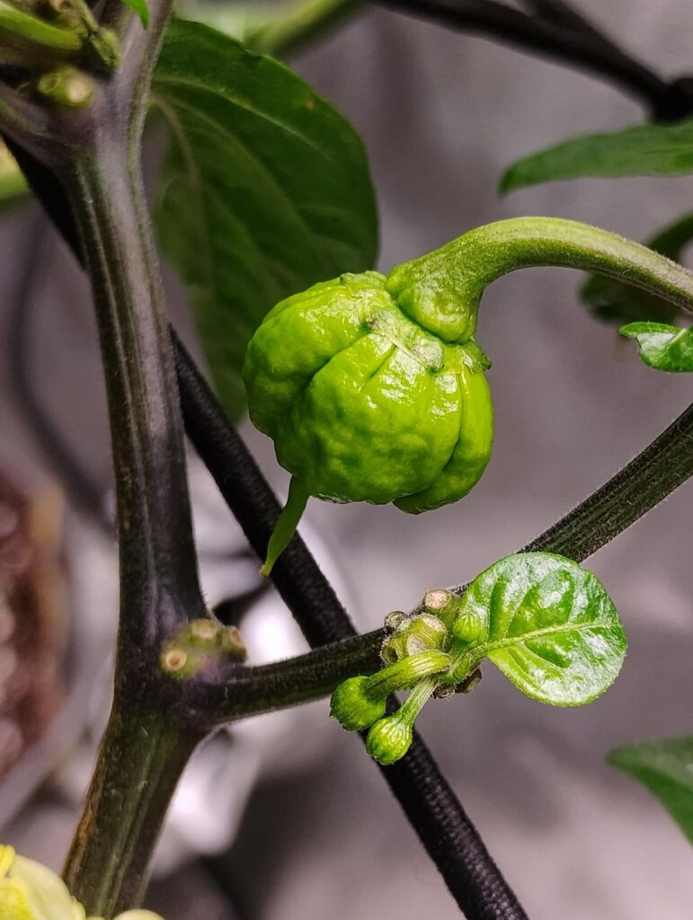 Carolina Reaper