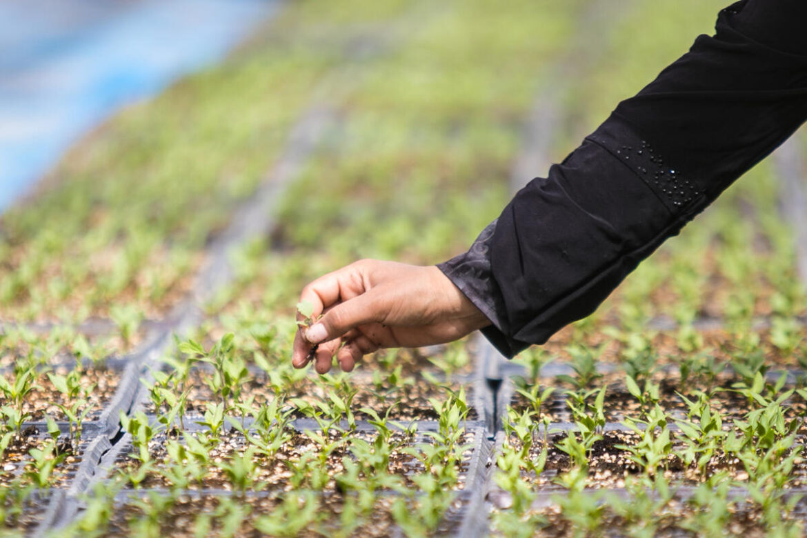 The digital journey in Mediterranean agrifood systems continues…