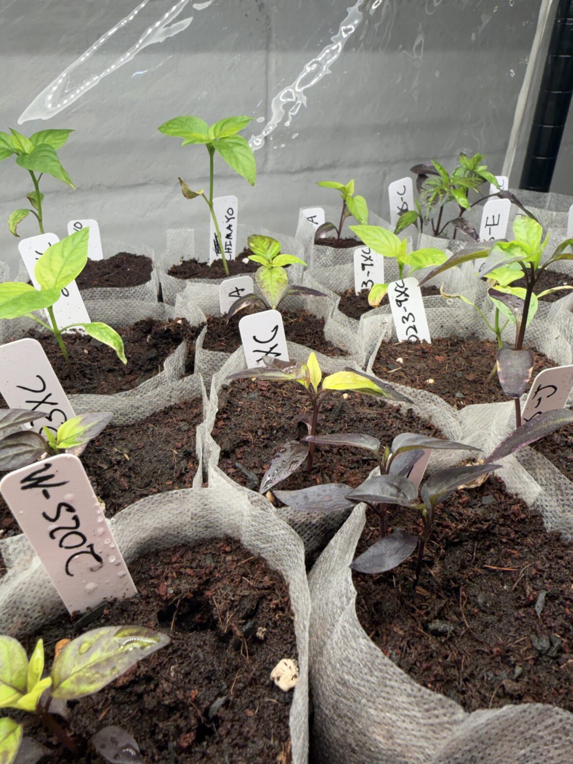 Seedling nutrient deficiency