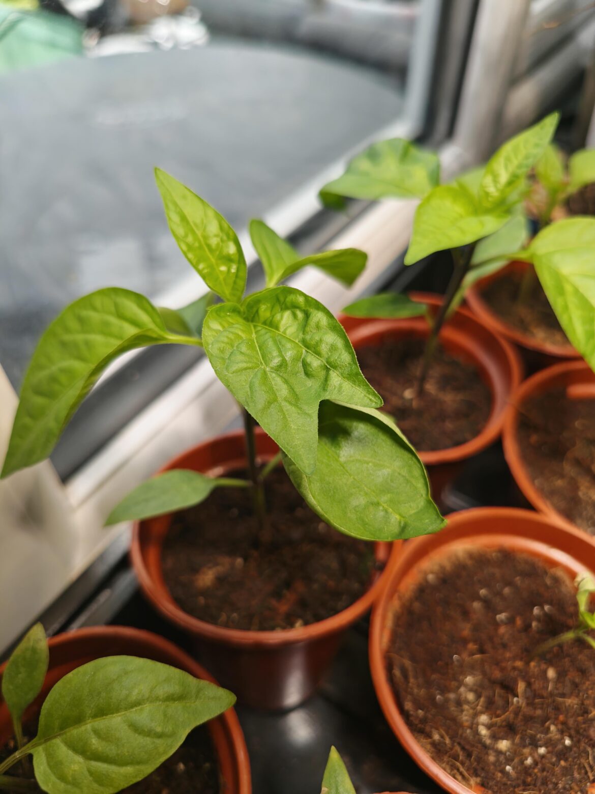 Jalapeno plant has a joint leaf