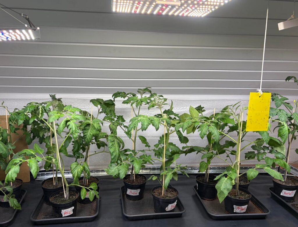 7-week tomatoes: first flowers spotted! π
Strategy in description: 7-week tomatoes: first flowers spotted! π
Strategy in description: