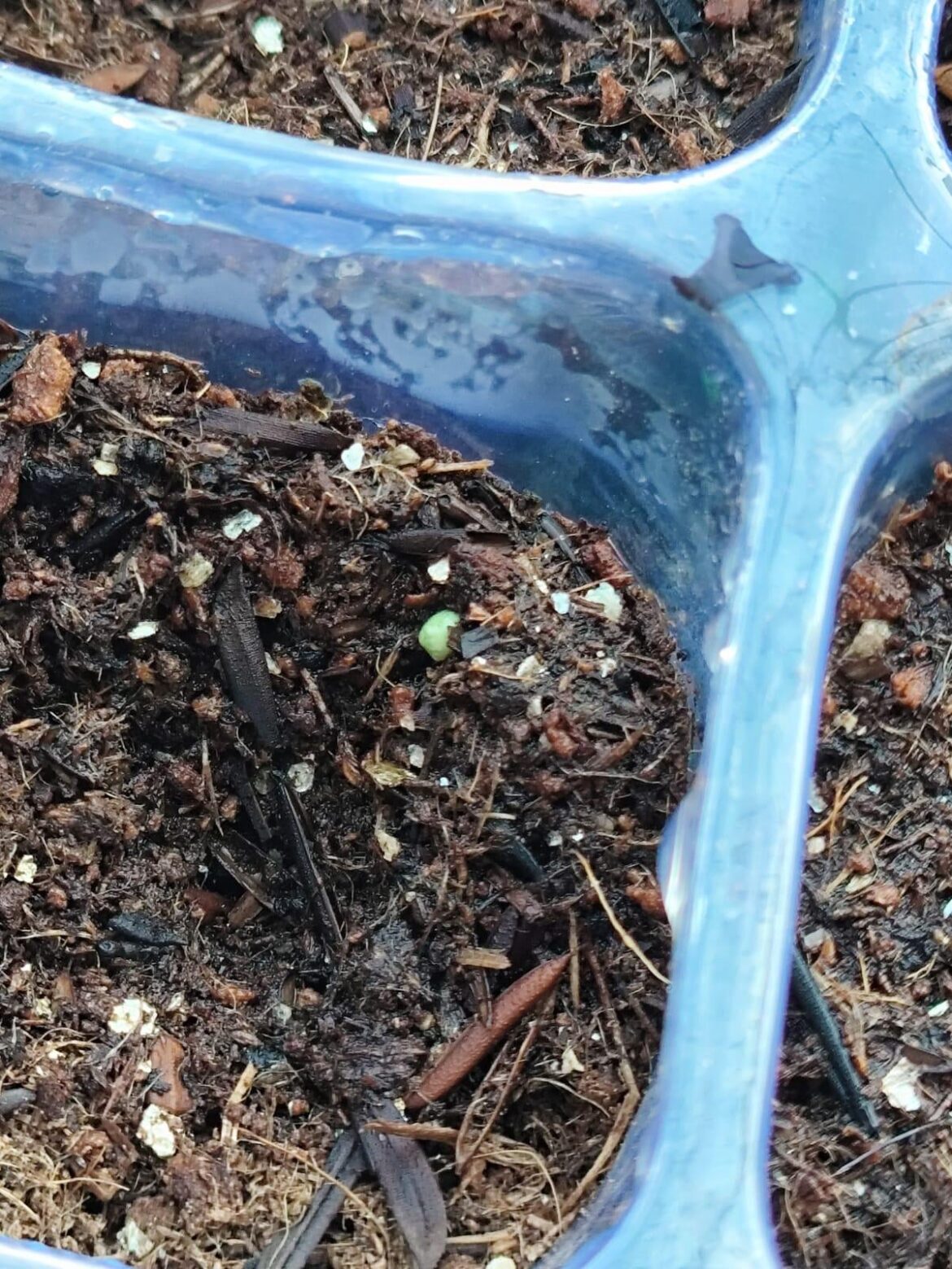 Seria isso um broto?plantei a mais ou menos dois dias atrás