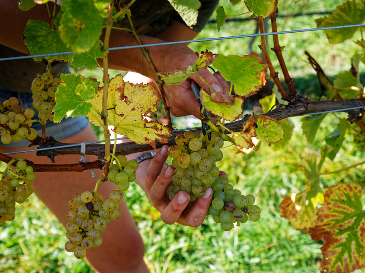 The Shout Magazine (New Zealand)