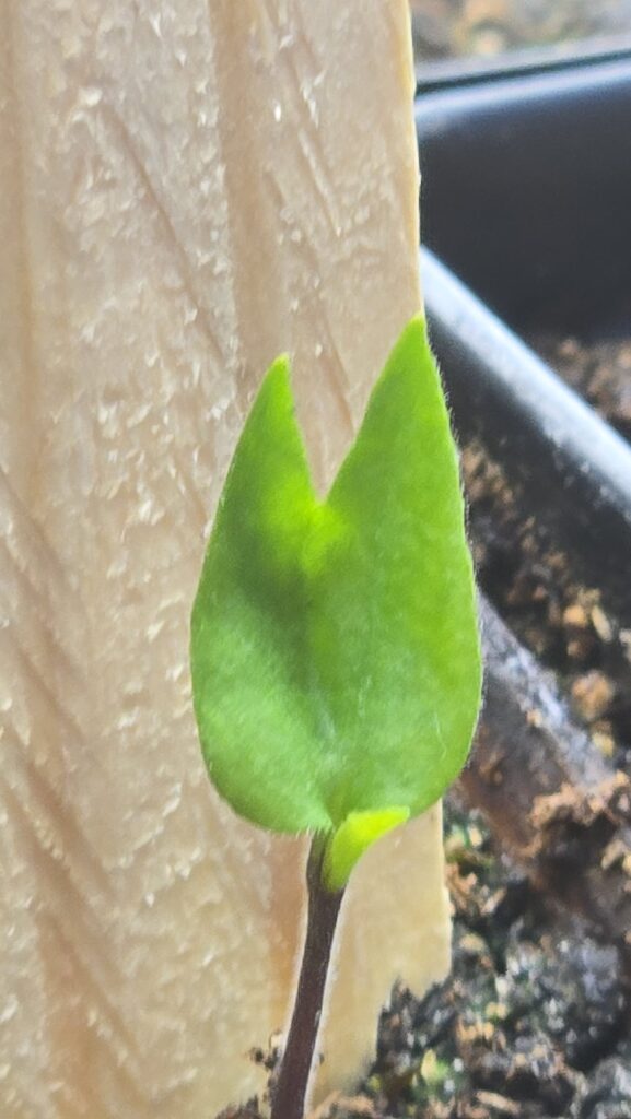 Mayan red habanero seedling
