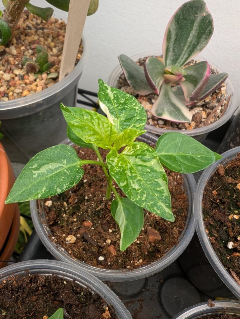 The prettiest pepper seedling I've ever grown