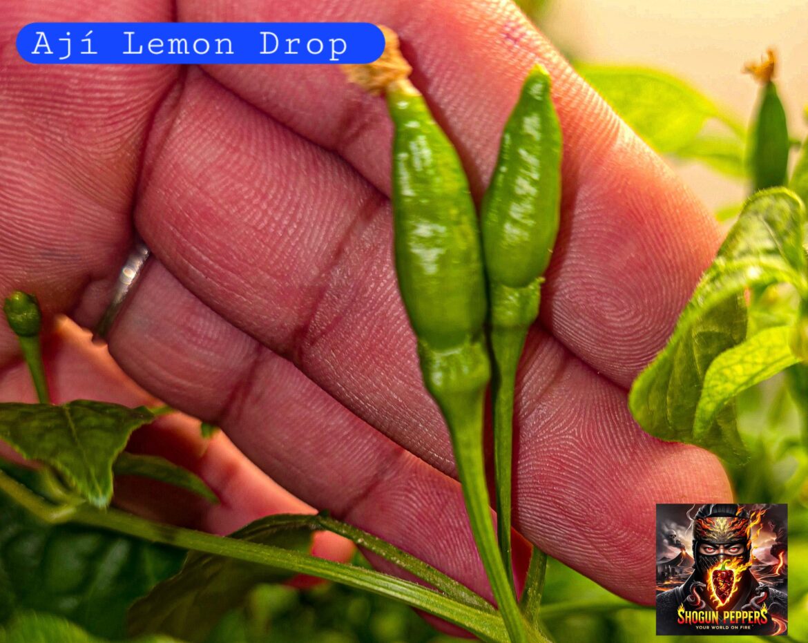 Aji Lemon Drop