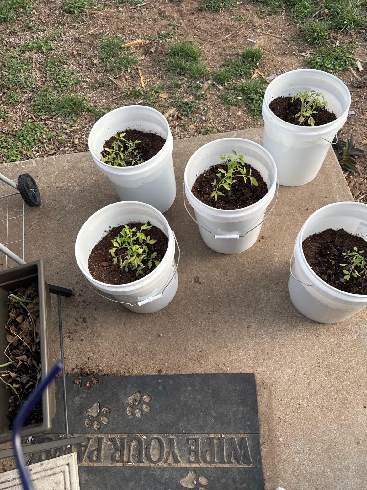 First time growing Tomatoes.