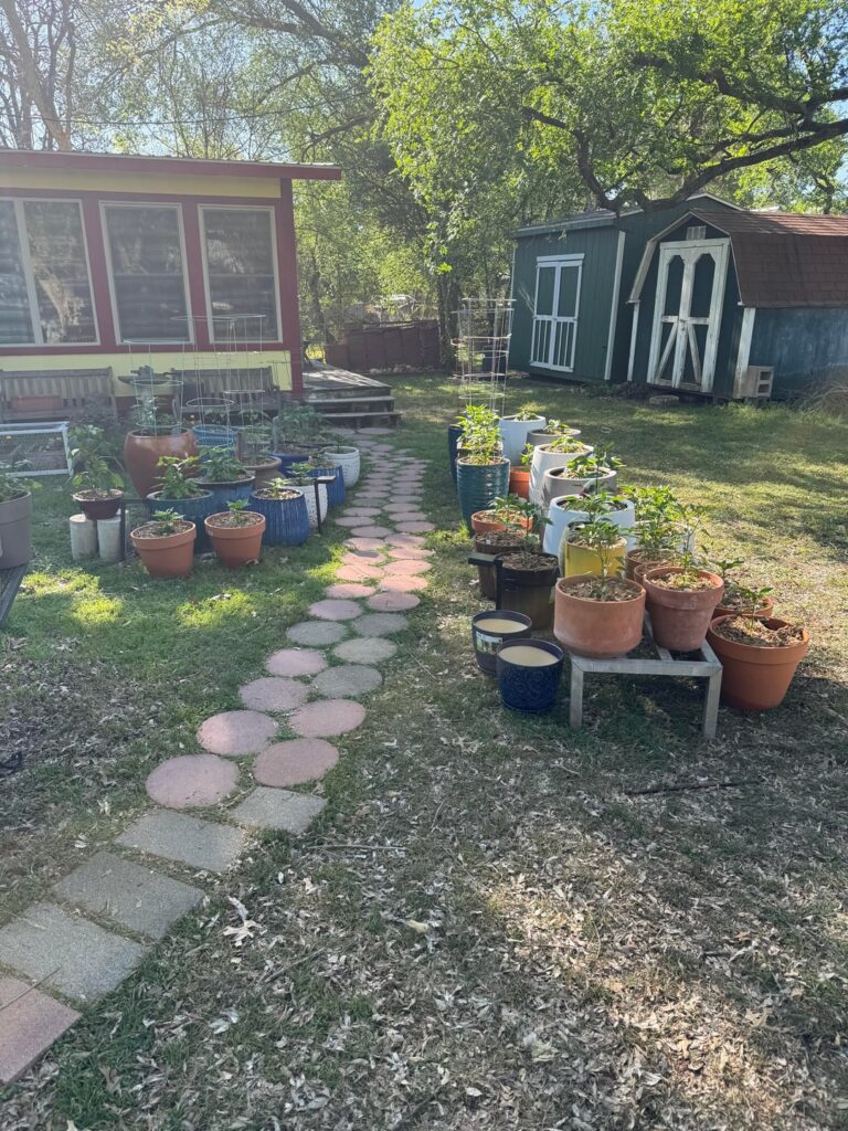 This years peppers This years peppers