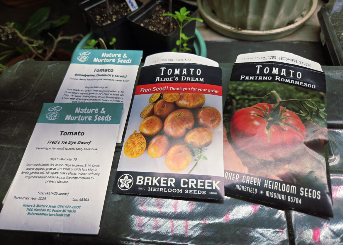 Tomatoes that I am planting Tomatoes that I am planting