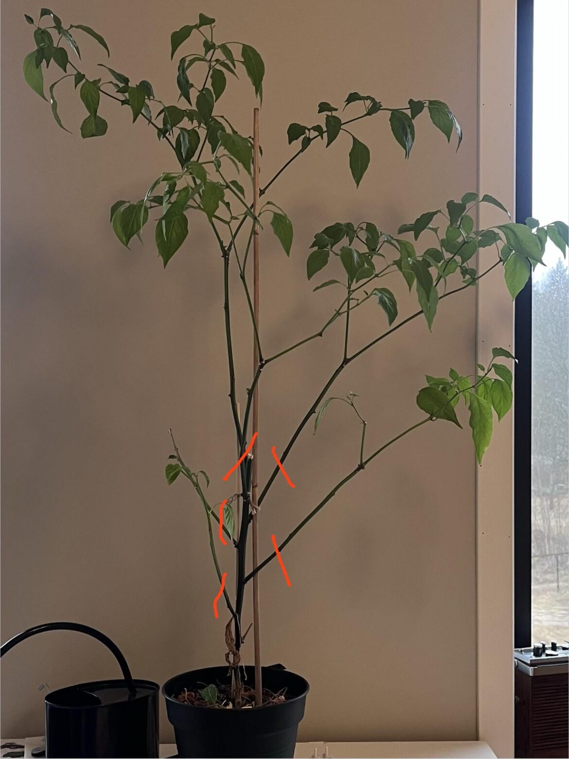 Pruning plant