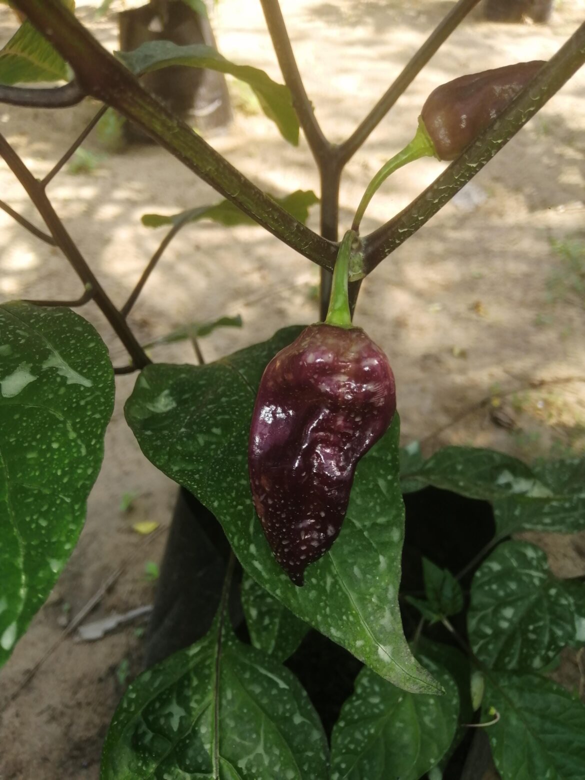 Please help me to identify the variety