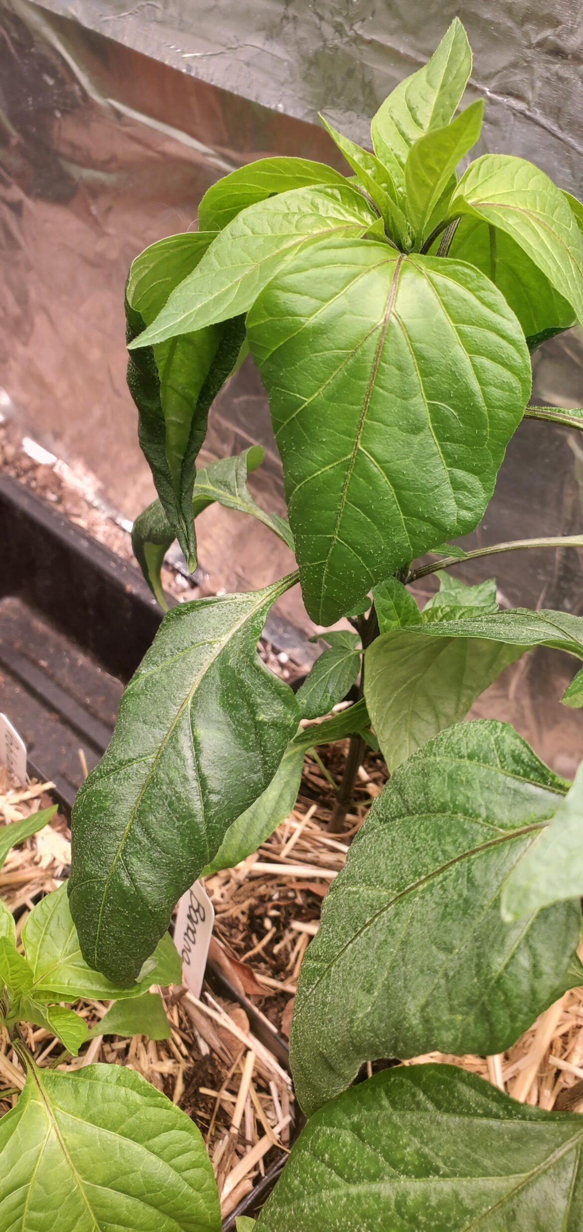 What can cause edema in pepper plants besides high humidity, poor airflow, and overwatering? What can cause edema in pepper plants besides high humidity, poor airflow, and overwatering?
