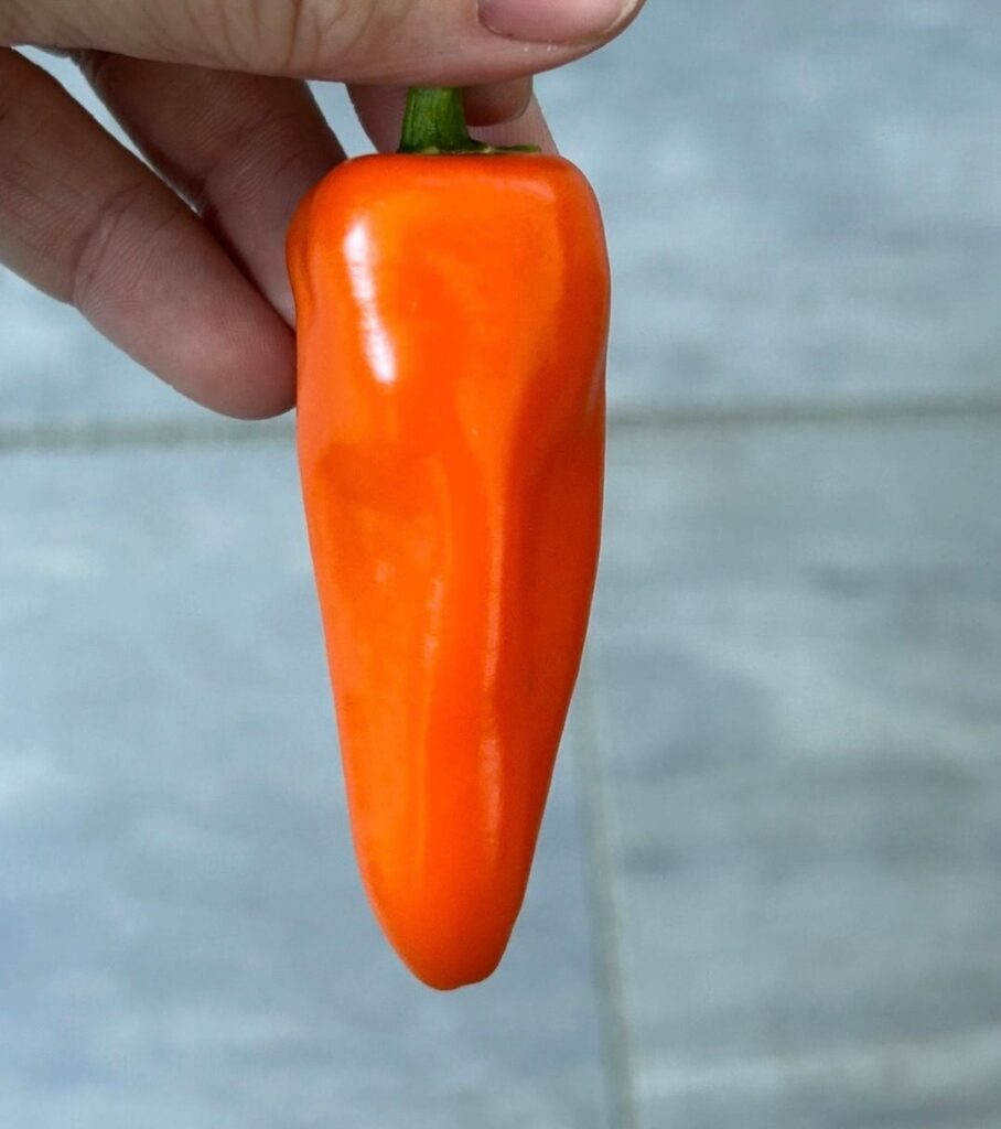 Jalapeño Orange from store bought fruit