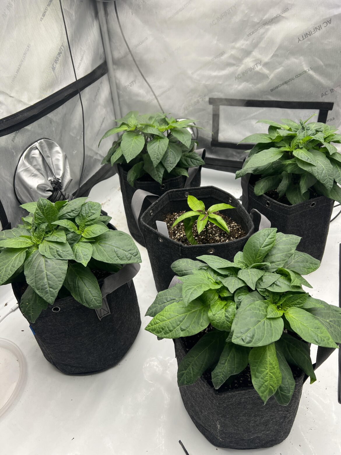 Pumpkin Spice Jalapeños