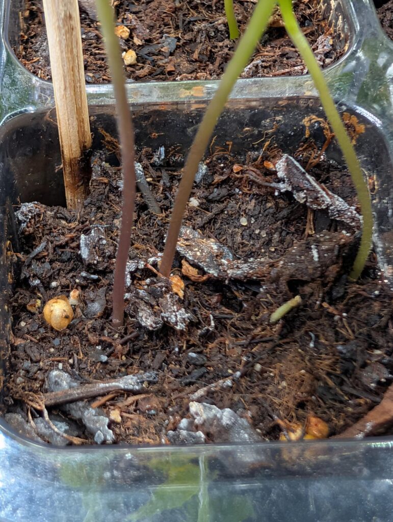 White on the soil. Concerning? Solutions? There are also small flies