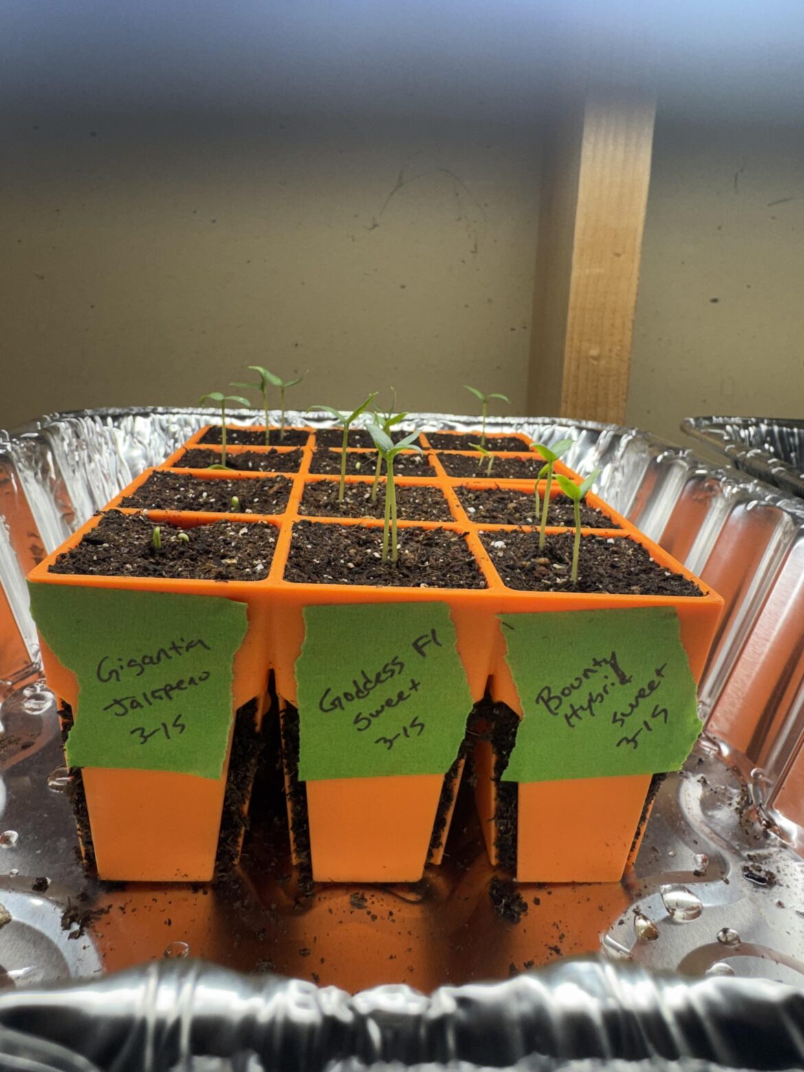 First Timer First Timer