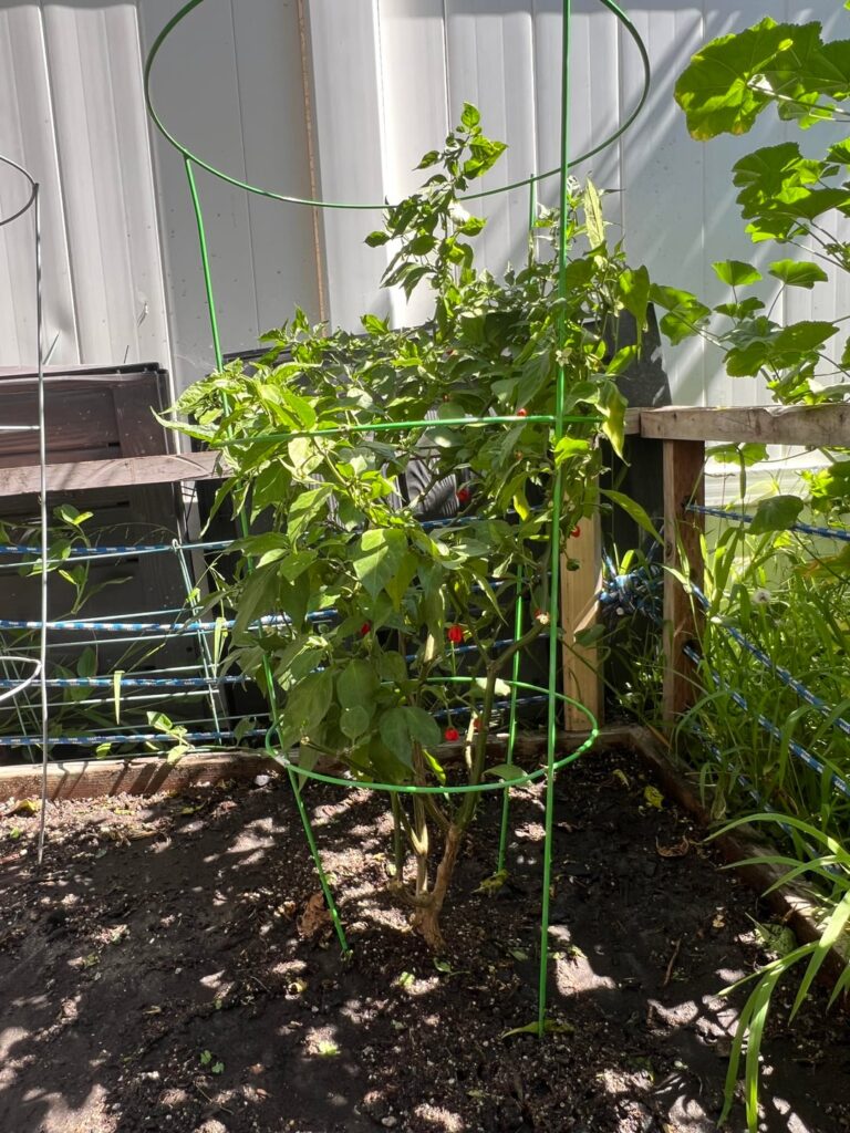 Carolina Reaper - Tomato Cage Help