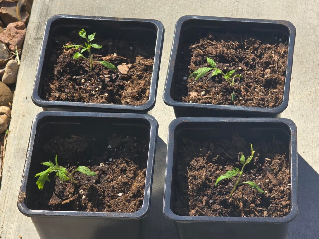 My 2nd attempt at growing tomatoes. I wanted the big zach seeds about a month ago and just transplanted them to these pots.. eventually will be moved to the big pots
