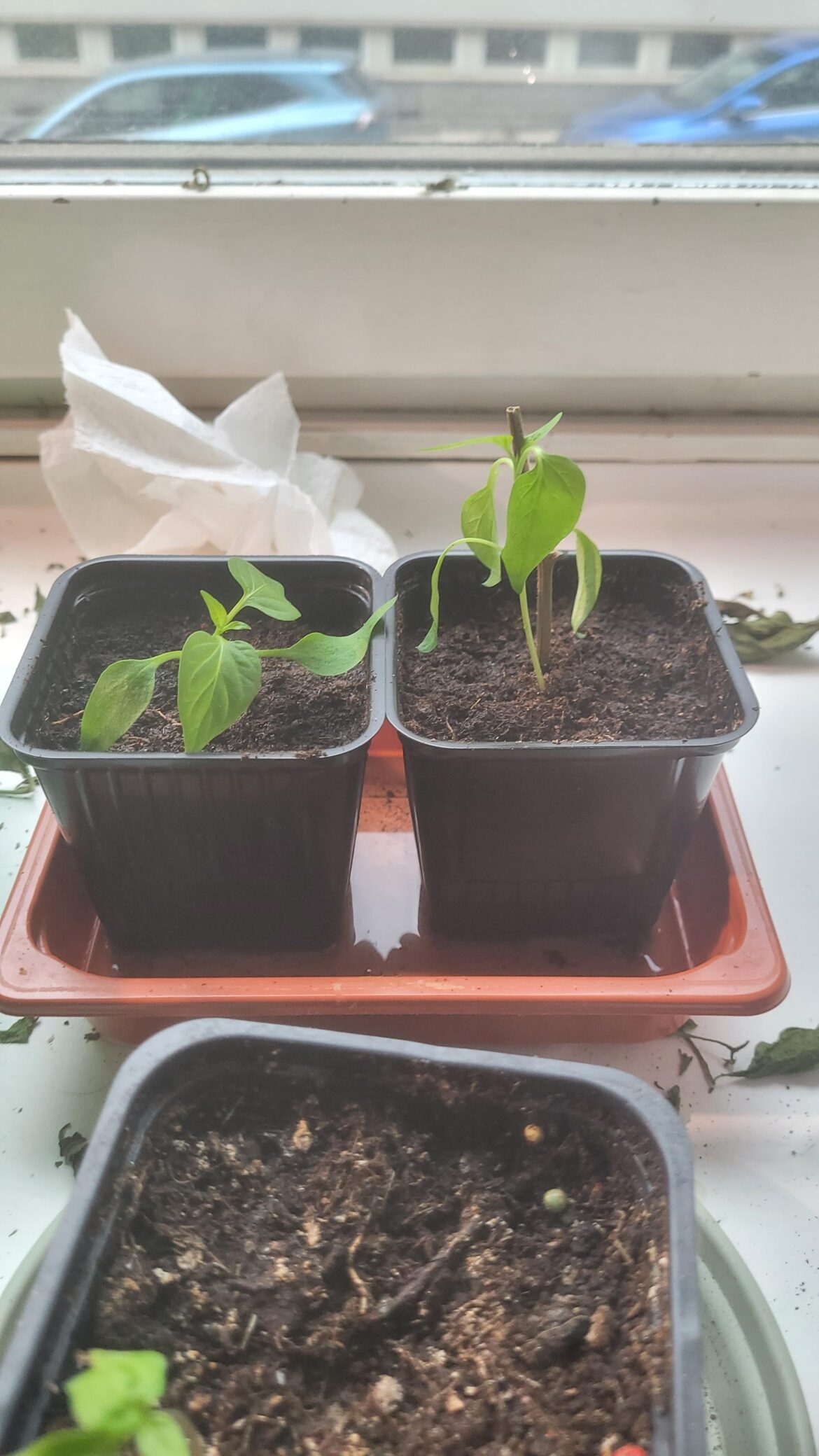 Plants falling after transplant