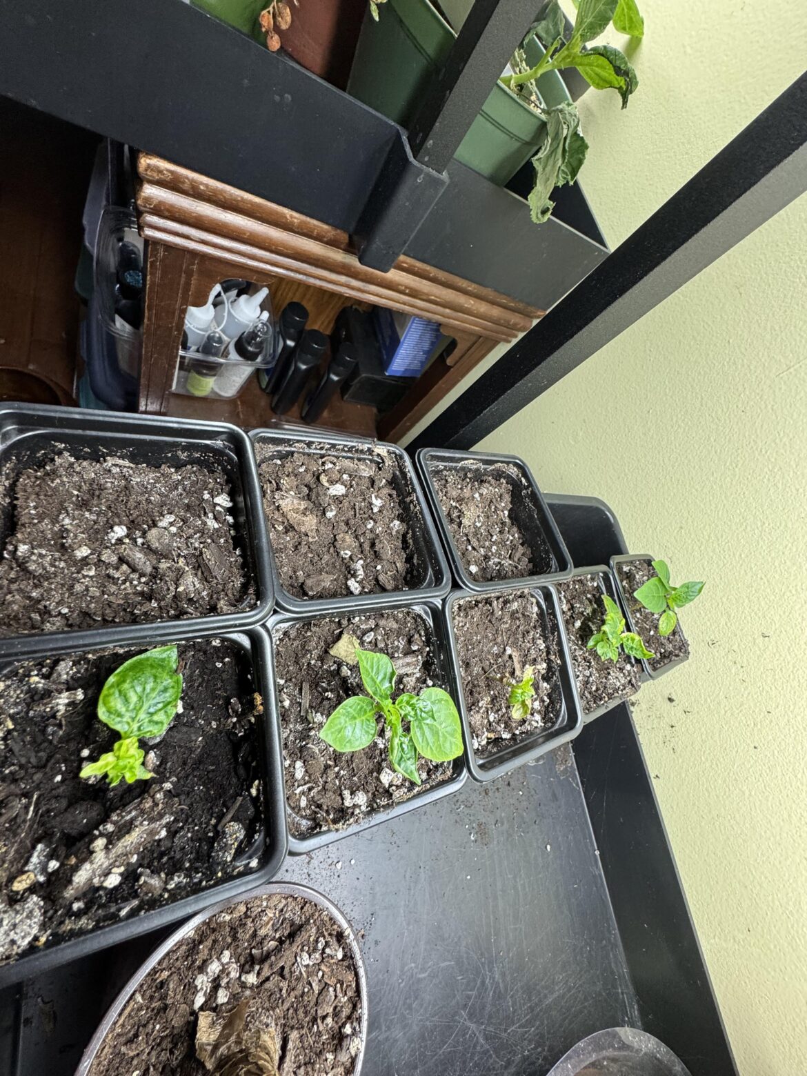 My first pepper babies !!