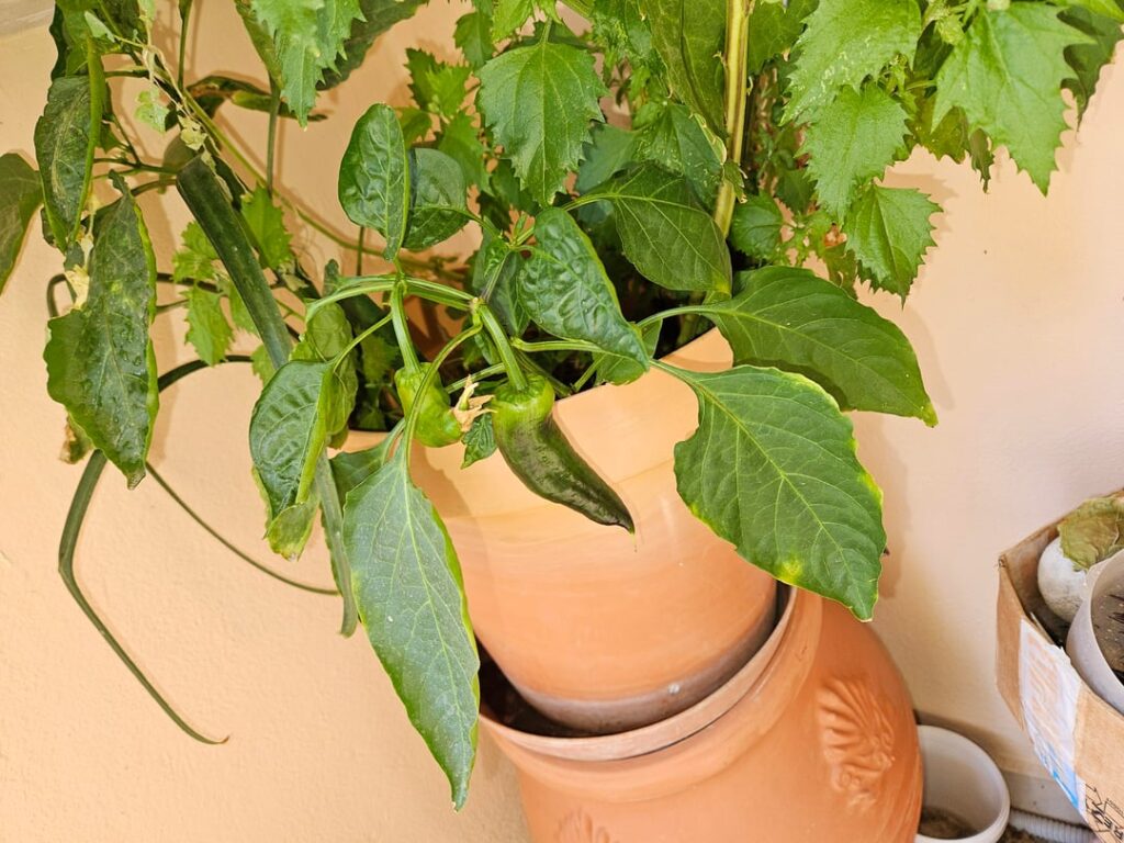It seems like some kind of pepper is growing in this pot by itself. Any ideas about what kind of pepper it is? Location is Greece