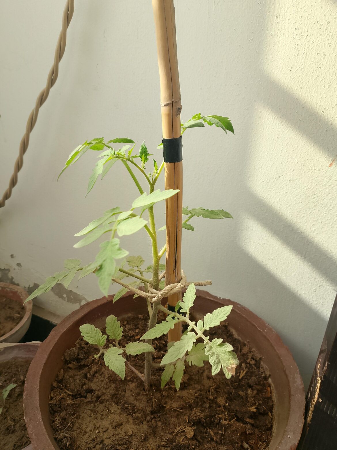 Can my tomato start flowering in Heat ?