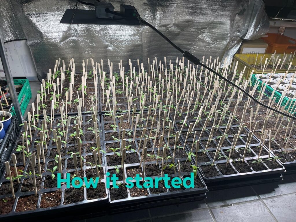 Tomatoes in progress