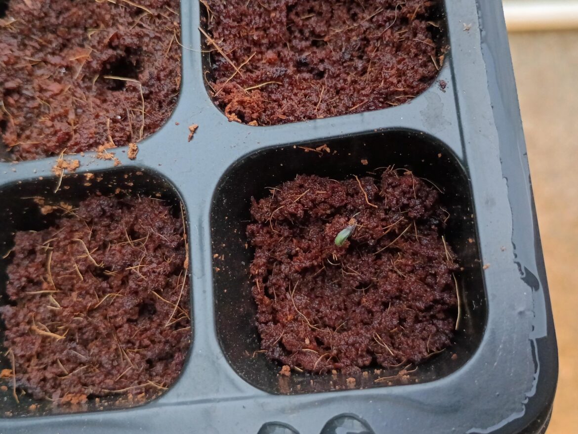 Got my first seed to sprout! Got my first seed to sprout!