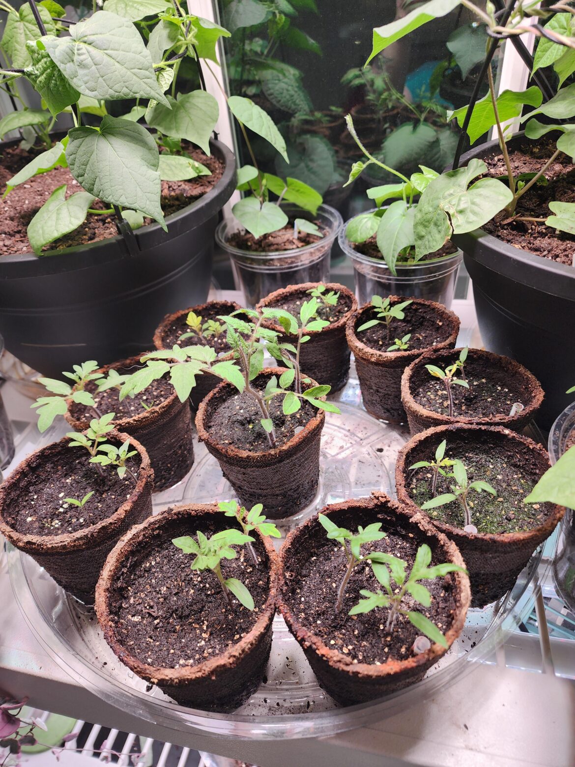 My first tomaters from seed :)