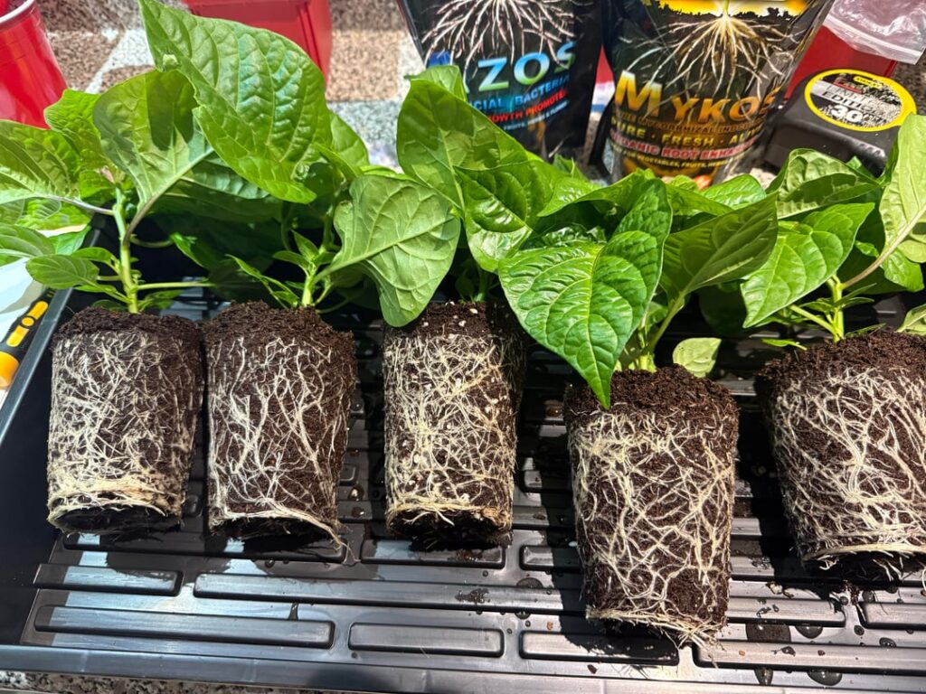 Party’s over - Cups to 2 gal