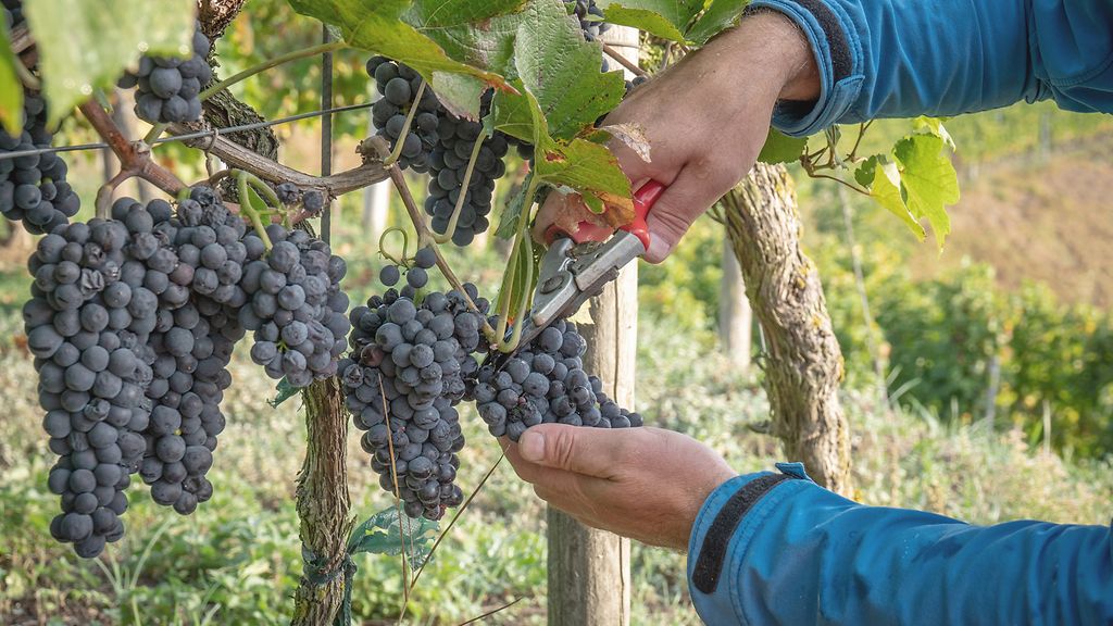 Weinlese | © Gettyimages / Markus Gann / EyeEm