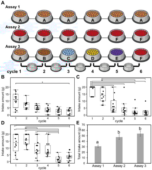 Scientists Have Revealed Why Cats Mysteriously Stop Eating, And It's Not Due to Being Full 
