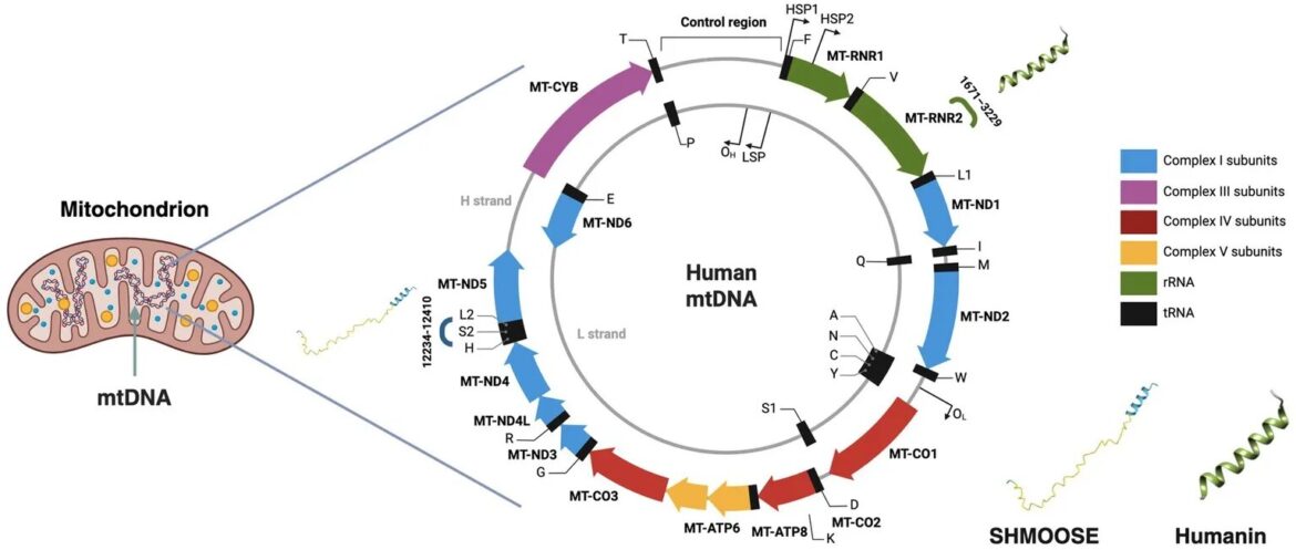 Mediterranean diet may boost mitochondrial signals linked to heart and brain health