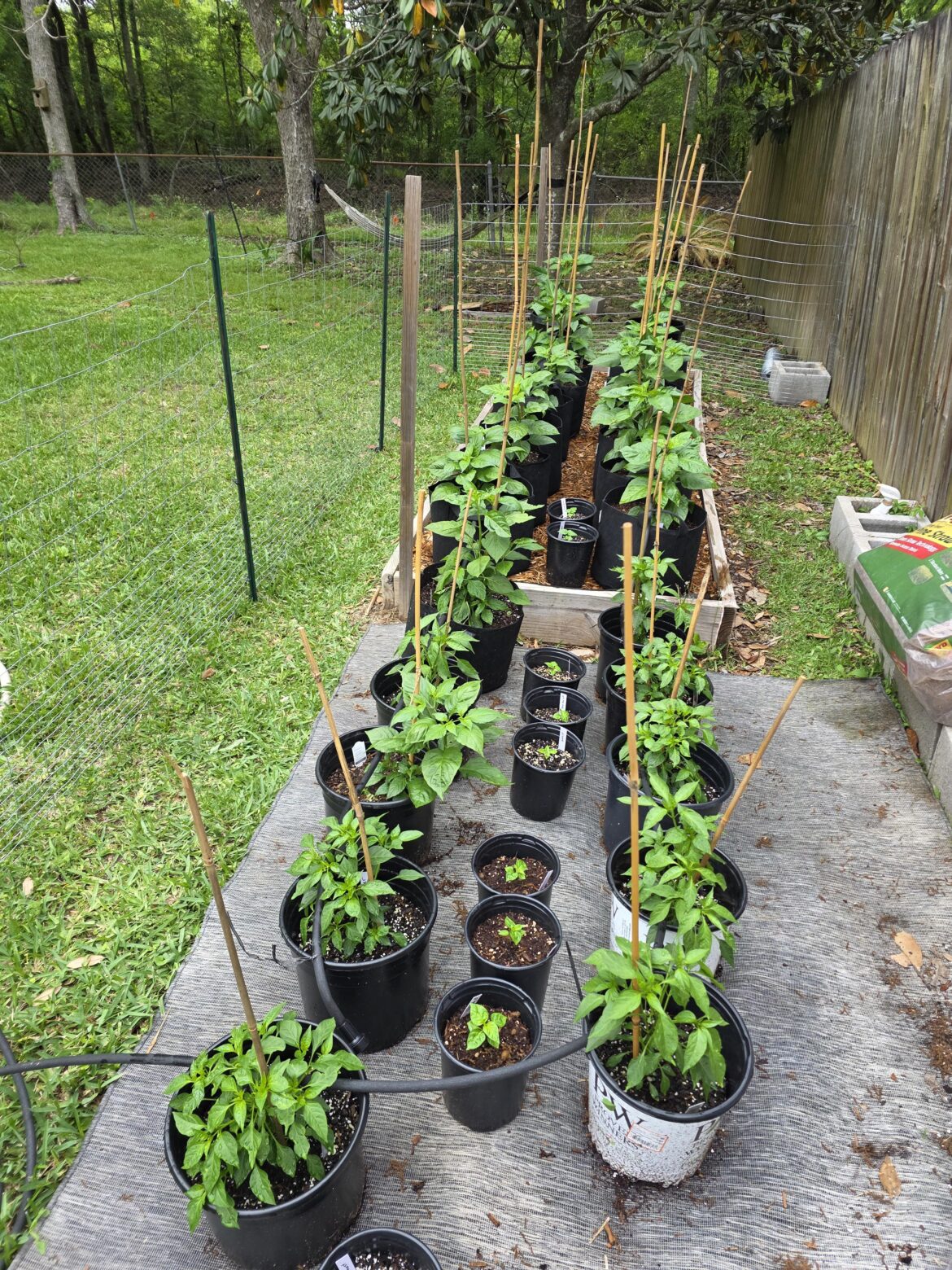 Peppers are looking great this year.