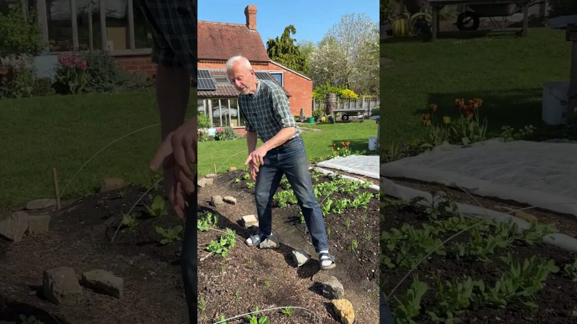 Weevils Eating Peas & Catch Cropping Between Potatoes