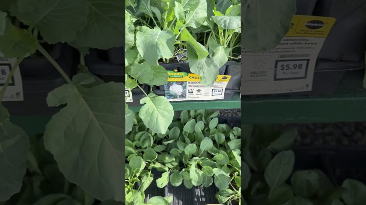 Do not BUY this! Here’s why… #gardening #shorts