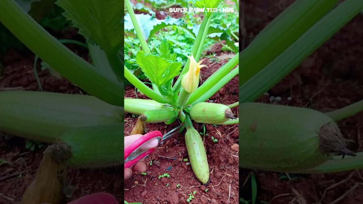 Secret Zucchini Pruning Technique – Grow Bigger Fruits by Keeping Just One! #farminglife #farming