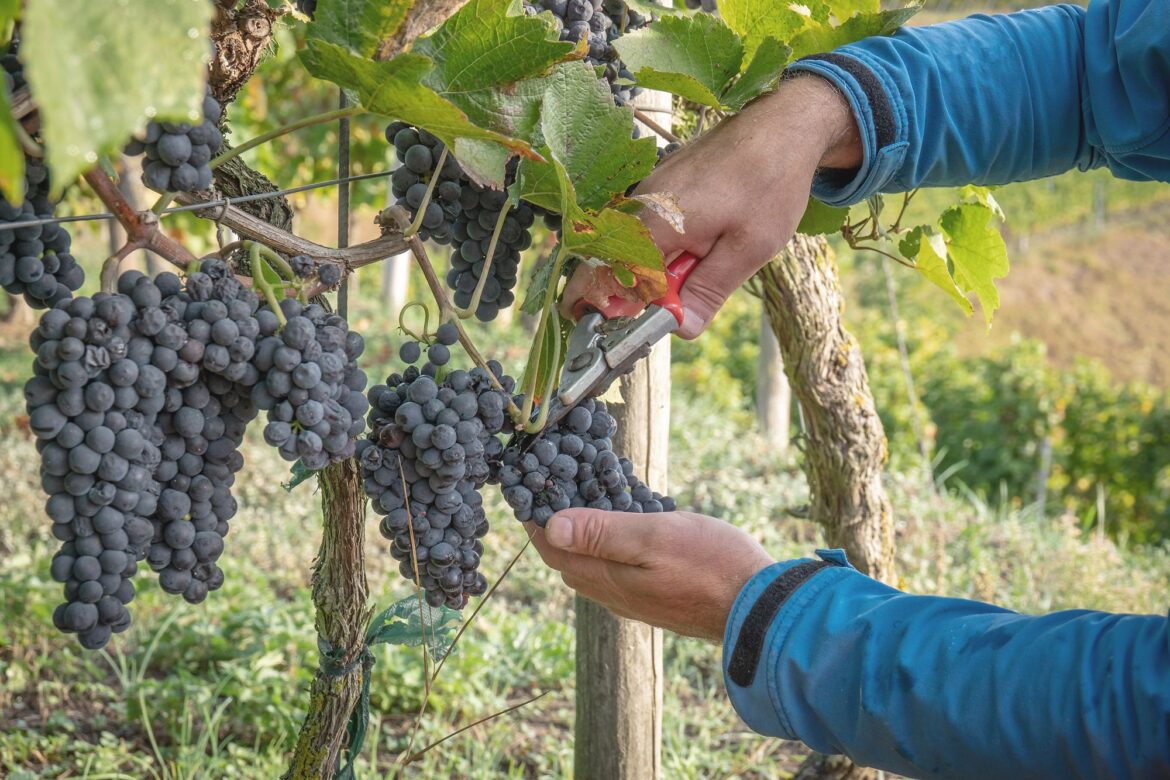 Business Mission to Germany – Wine Industry & Digitalisation | Event | Germany