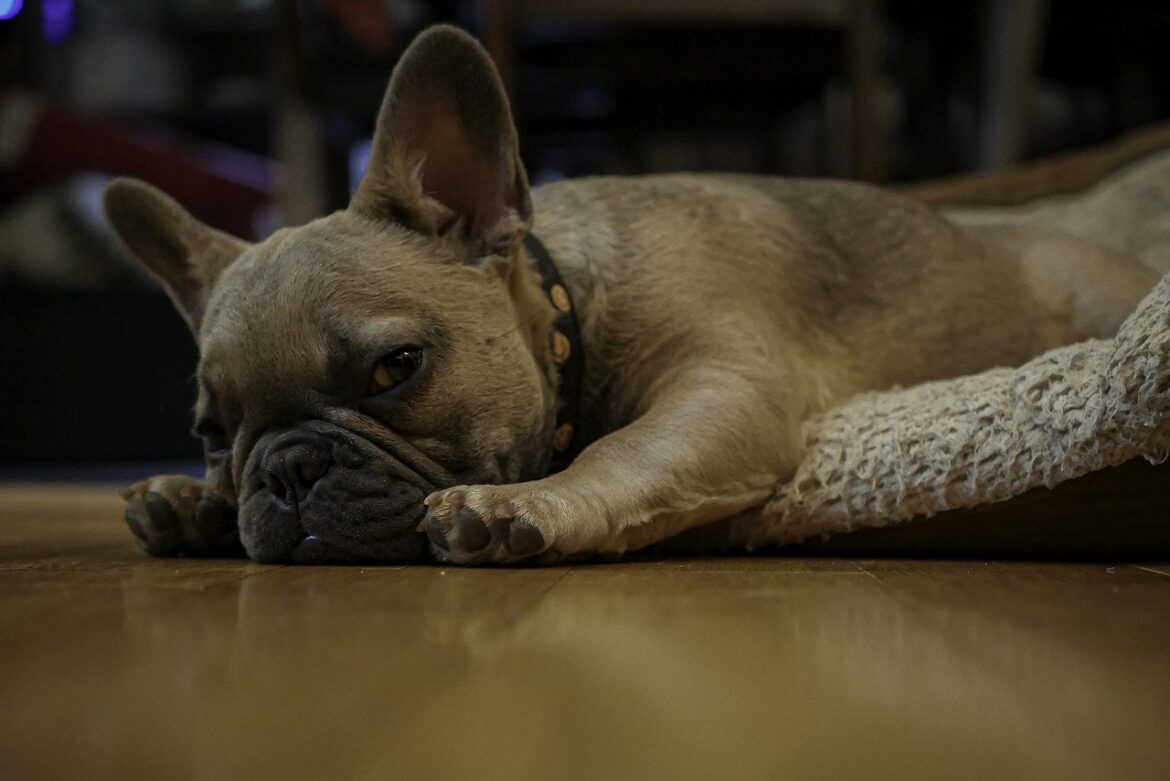 French Bulldog with healthy coat looking calm and relaxed