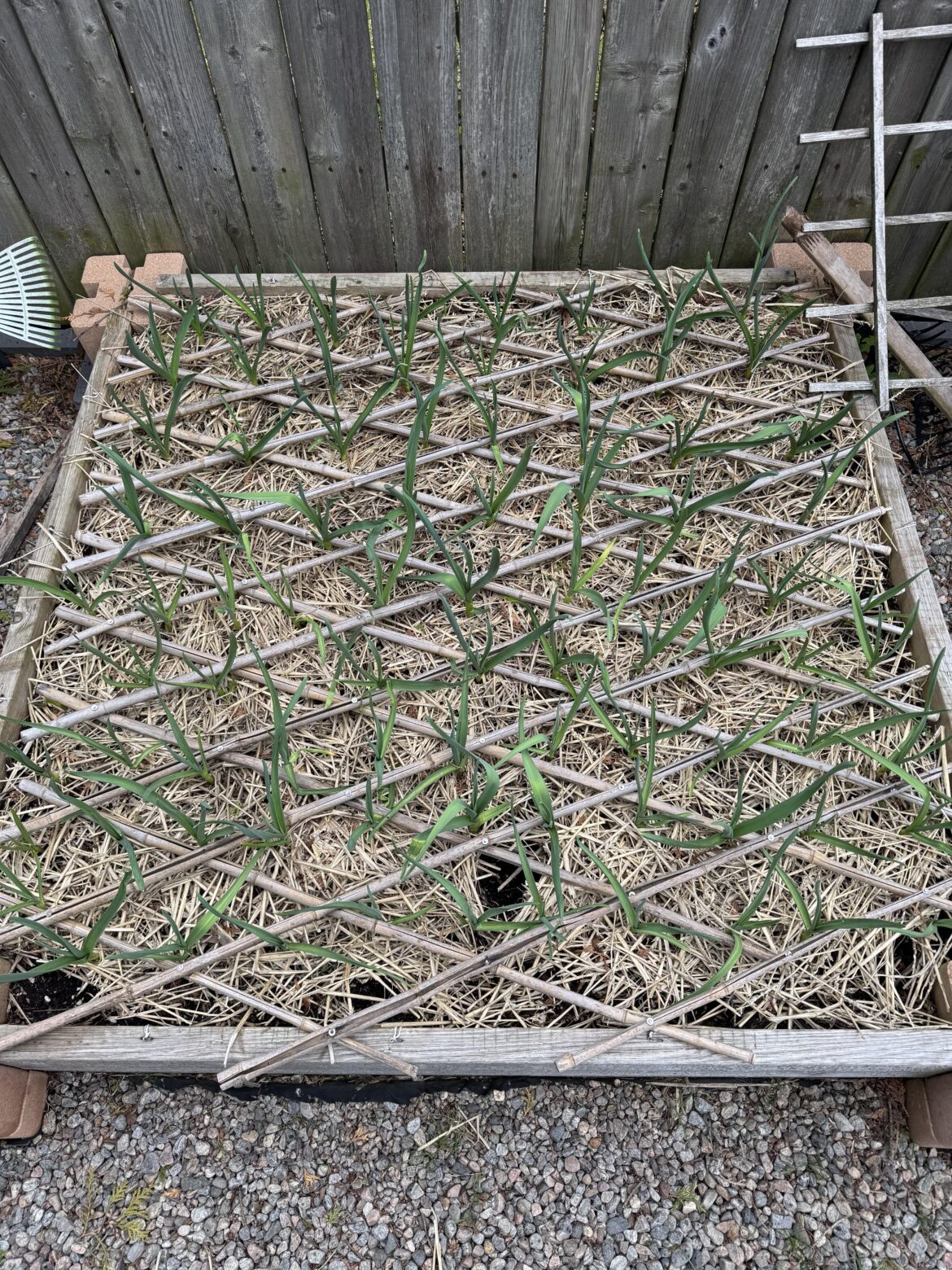 Doing my part to keep the vampires away