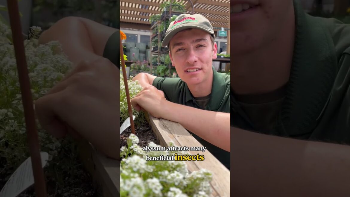 Why beneficial insects flock to these companion plants #gardening #pestcontrol #insects