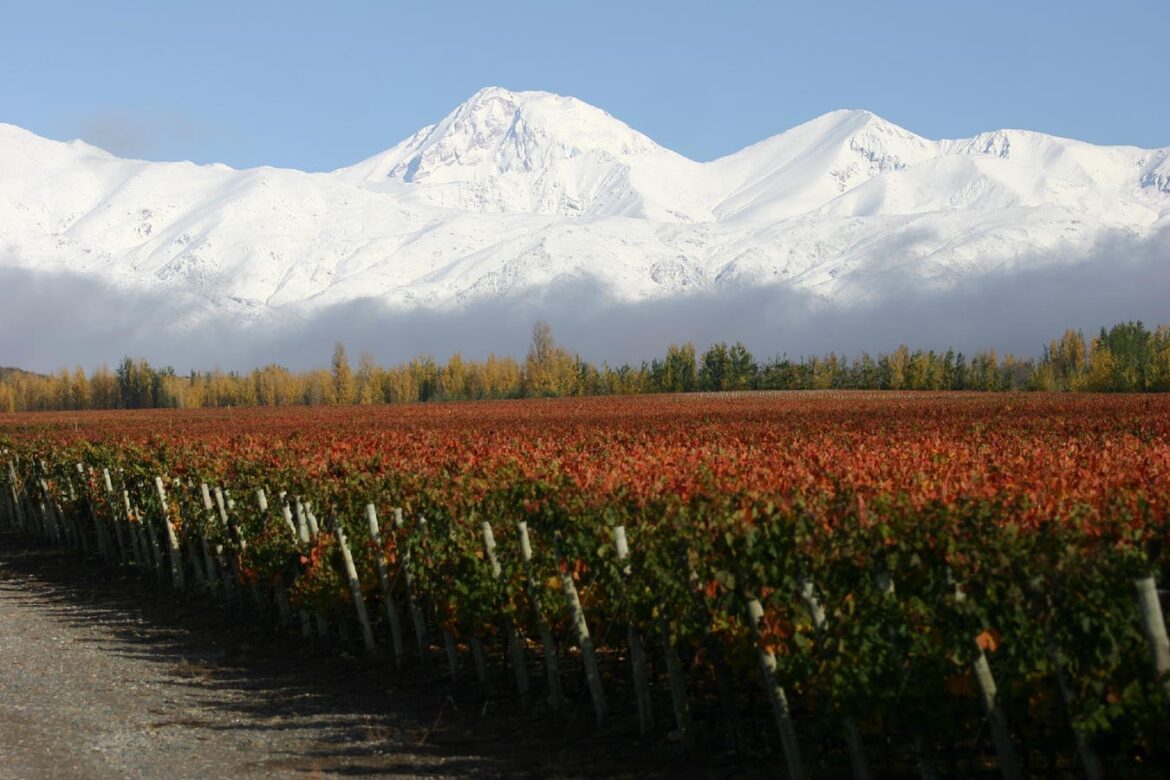 Why Argentina Is Among The Best For High-Value World Class Wines